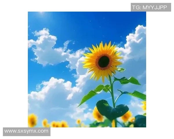 京都不死鸟与向日葵的对决谁能在阳光下绽放出最耀眼的光芒