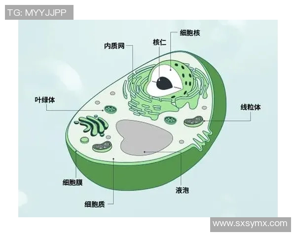 上海羽毛球队区域防守策略解析及其在比赛中的应用探讨 上海羽毛球队区域防守策略解析及其在比赛中的应用探讨